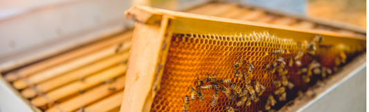 What If the Key to Your Energy Was Hidden in the Hive? 🐝